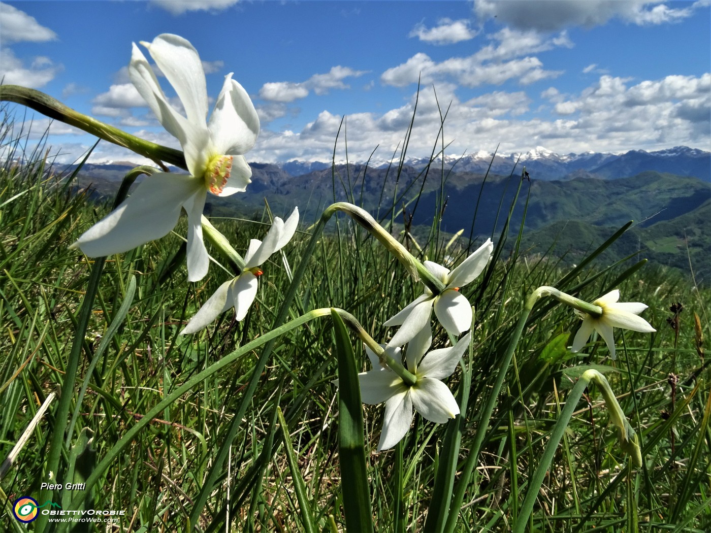 36 Narcisi rivolti verso le Prealpi Orobie.JPG